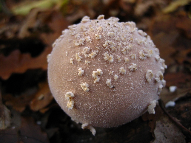 Escursione in querceto, finalmente i funghi!!!